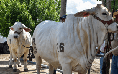 Mejoramiento genético y sostenibilidad en la Feria Nacional del Cebú