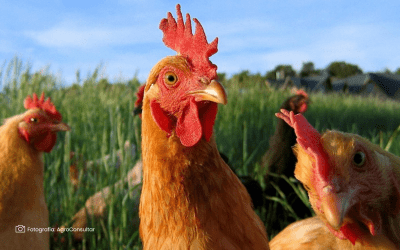 Taller bienestar animal y manejo sanitario en producción avícola